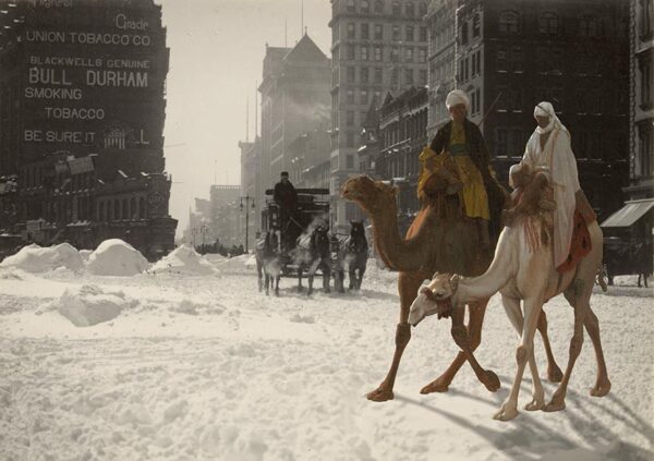 Camelwalk